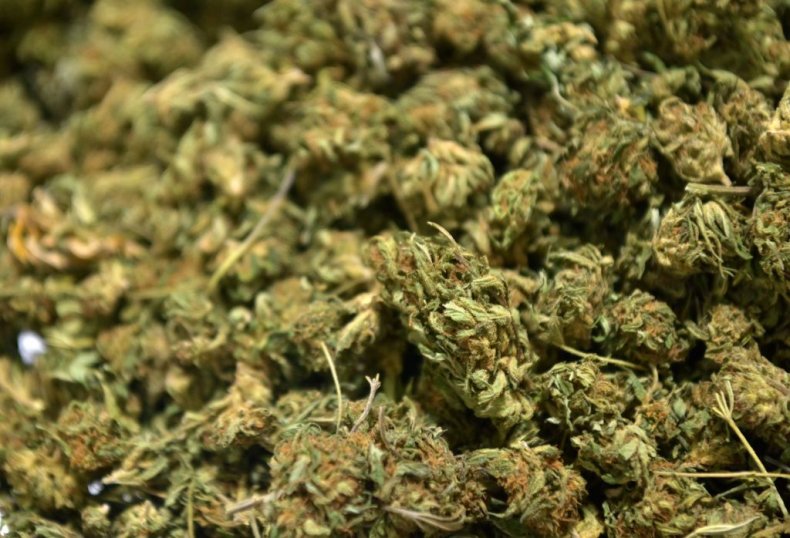 Cannabis plant marijuana