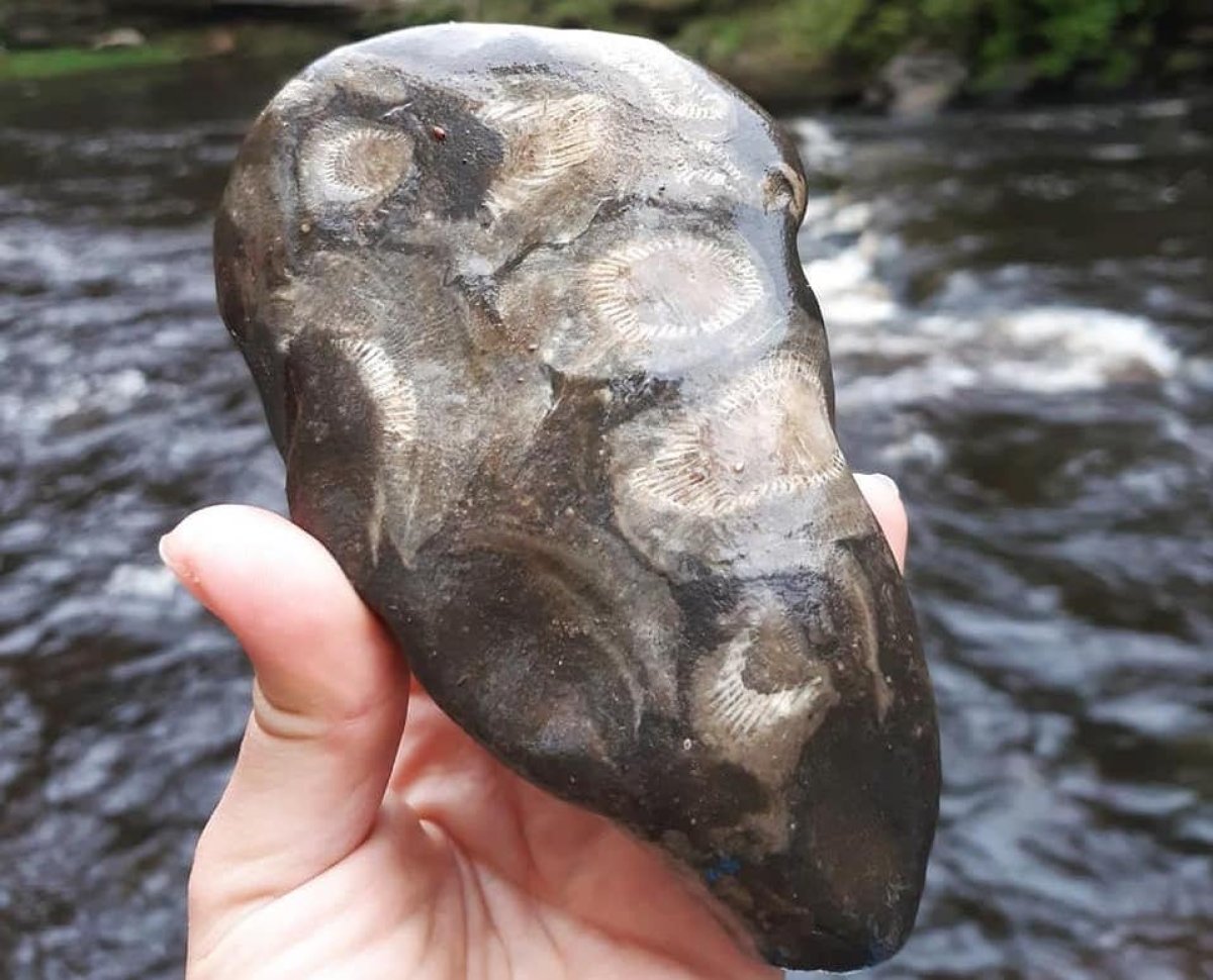 A coral fossil found in Scotland
