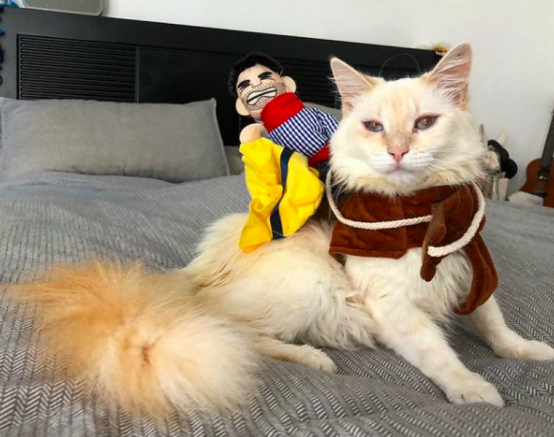 Desmond the singing cat