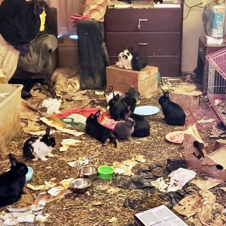 Rabbits in a Chicago hotel room.