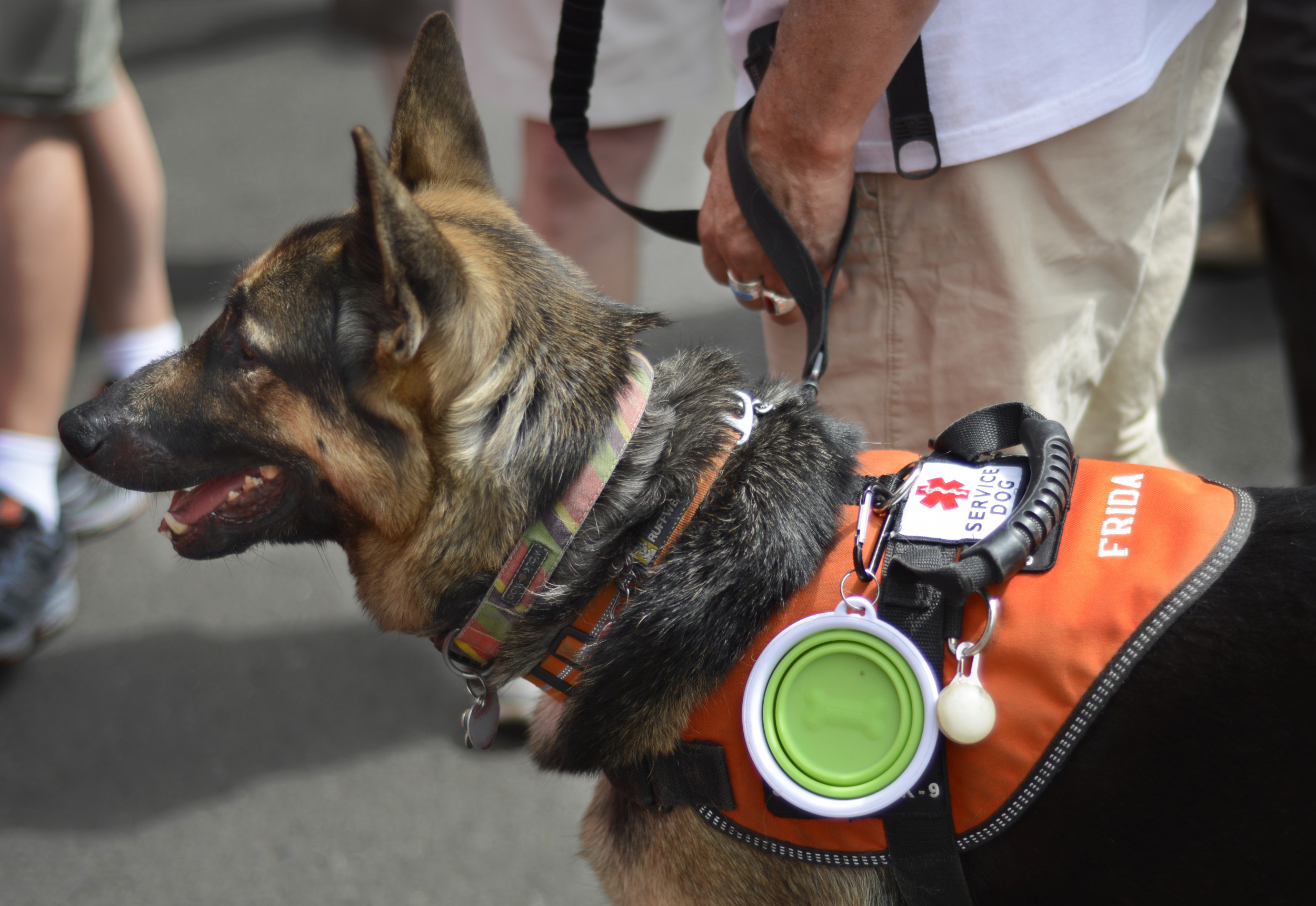 The 20 Most Obedient Large Dog Breeds