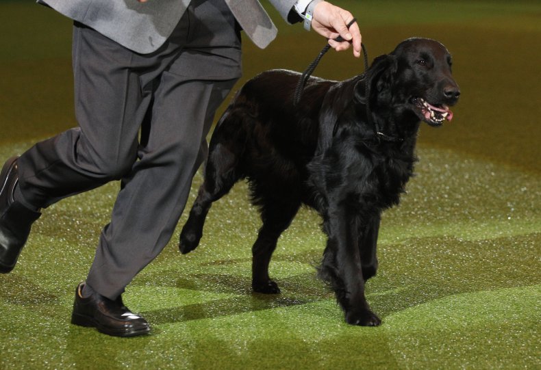Flat-Coated Retriever