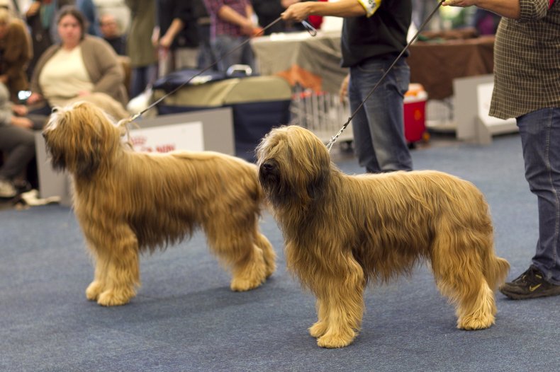 Briard