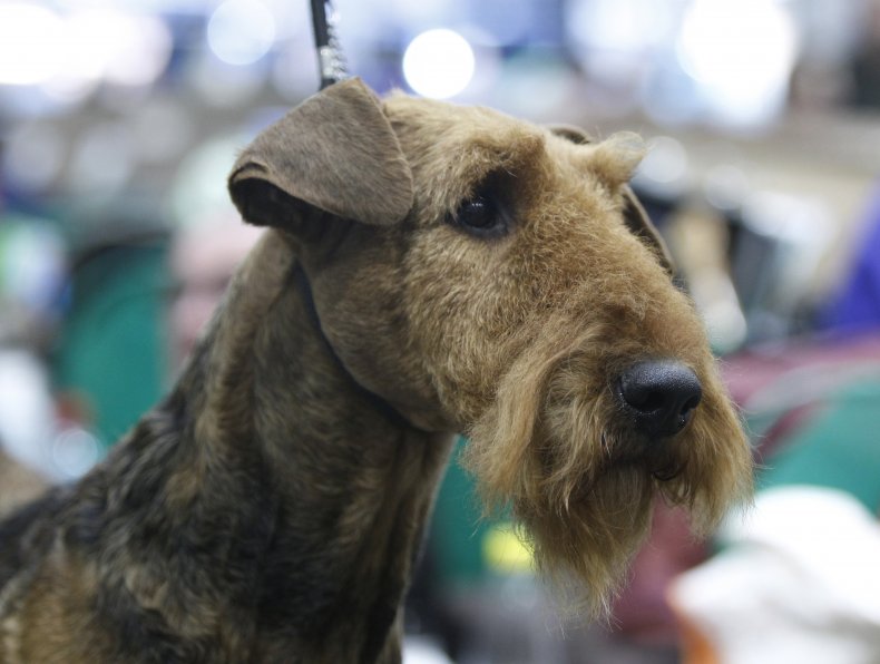 Airedale