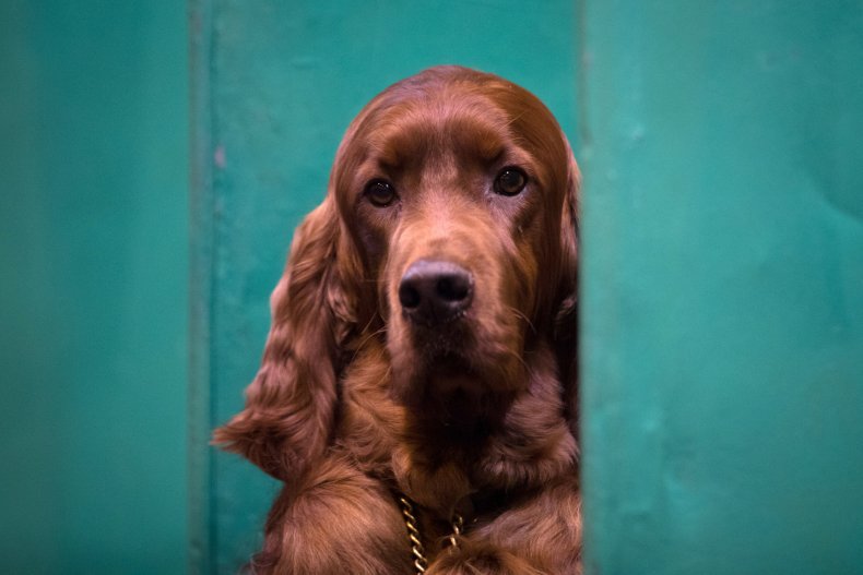 irish Setter