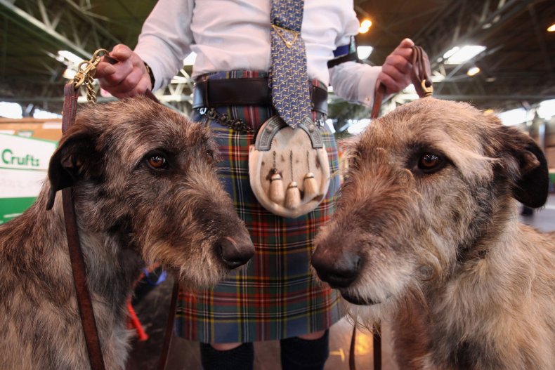 Irish Wolfhound