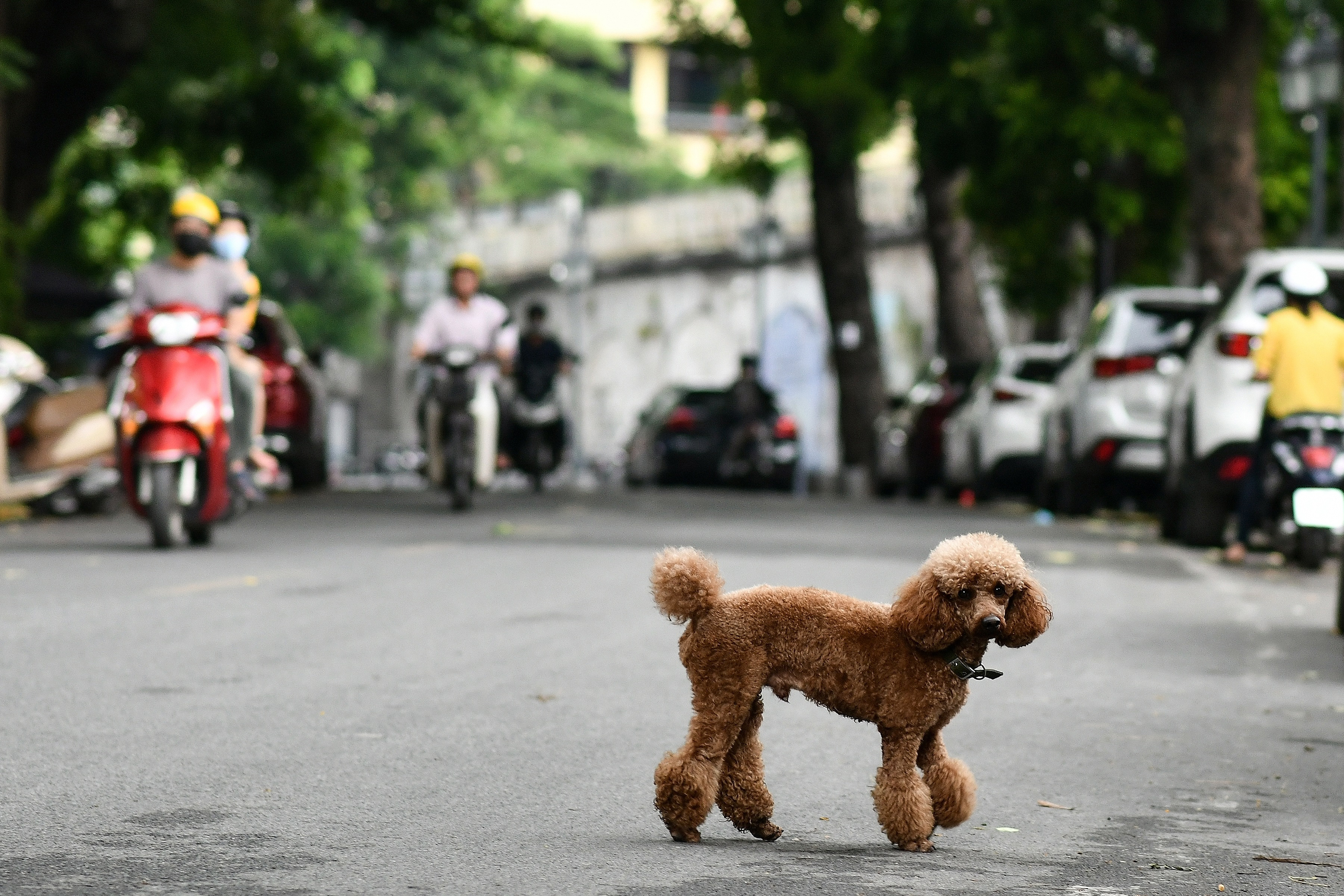 walking poodle toy