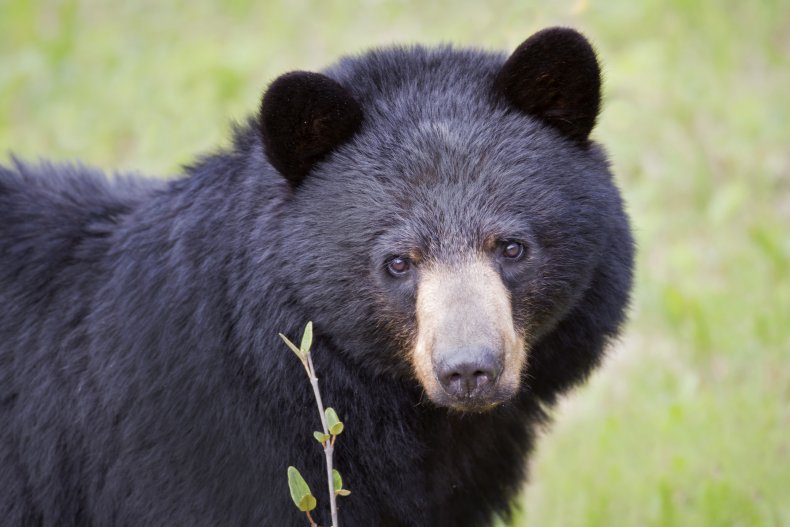 A black bear