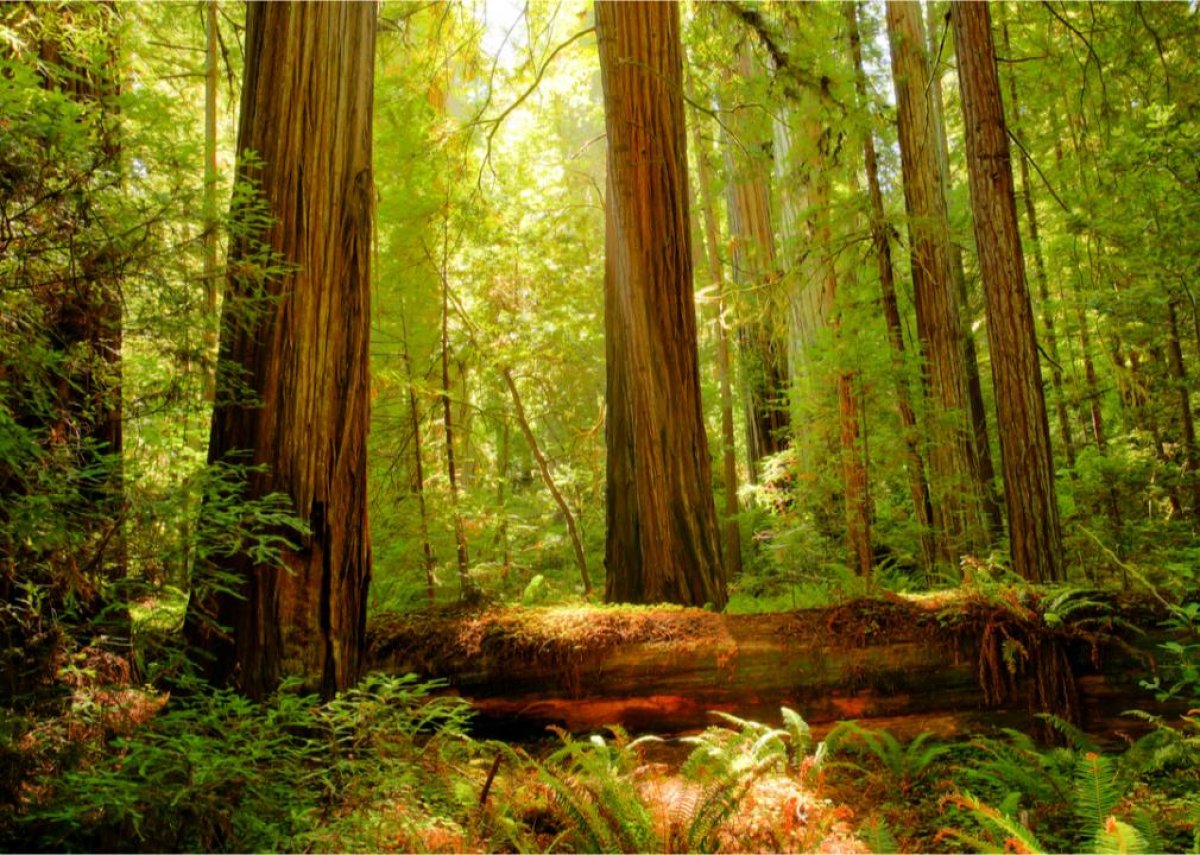 #43. Redwood National Park