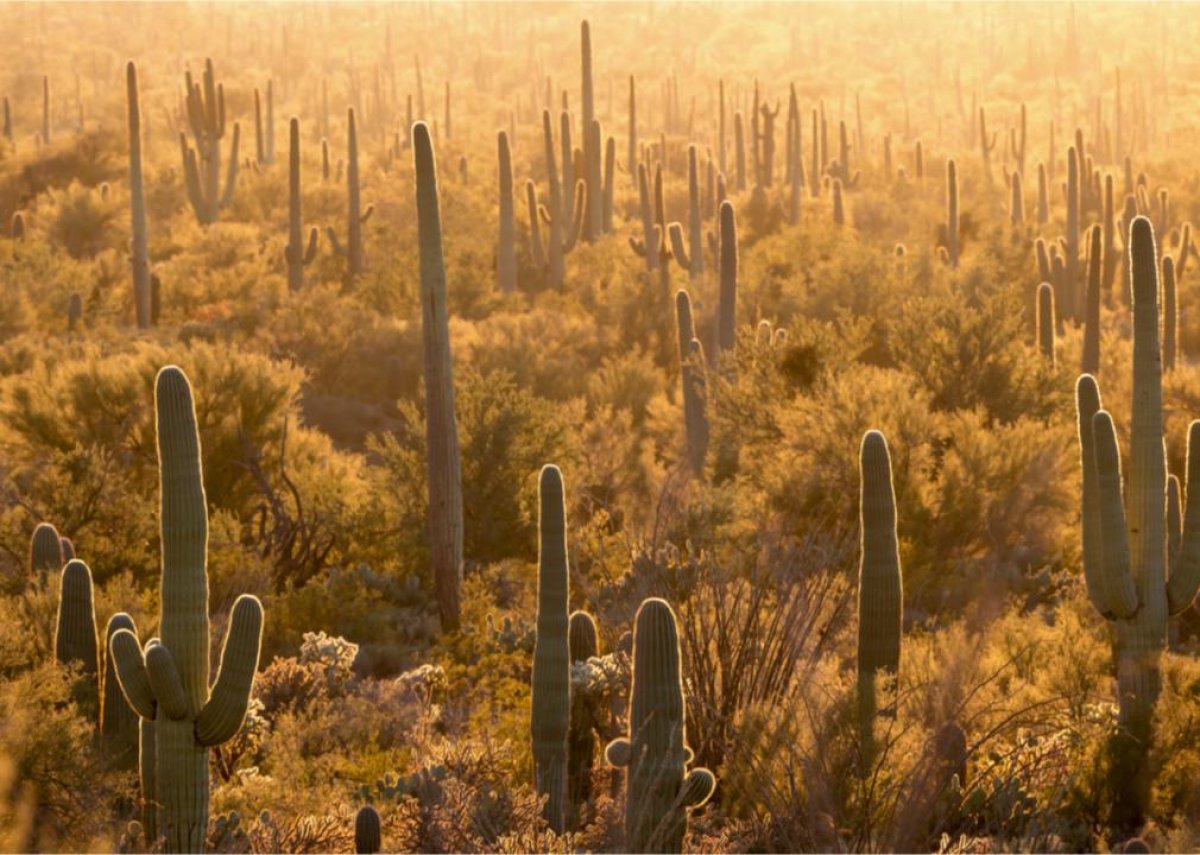 #24. Saguaro National Park