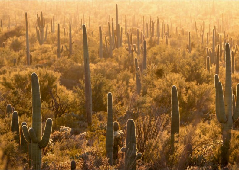 #24. Saguaro National Park