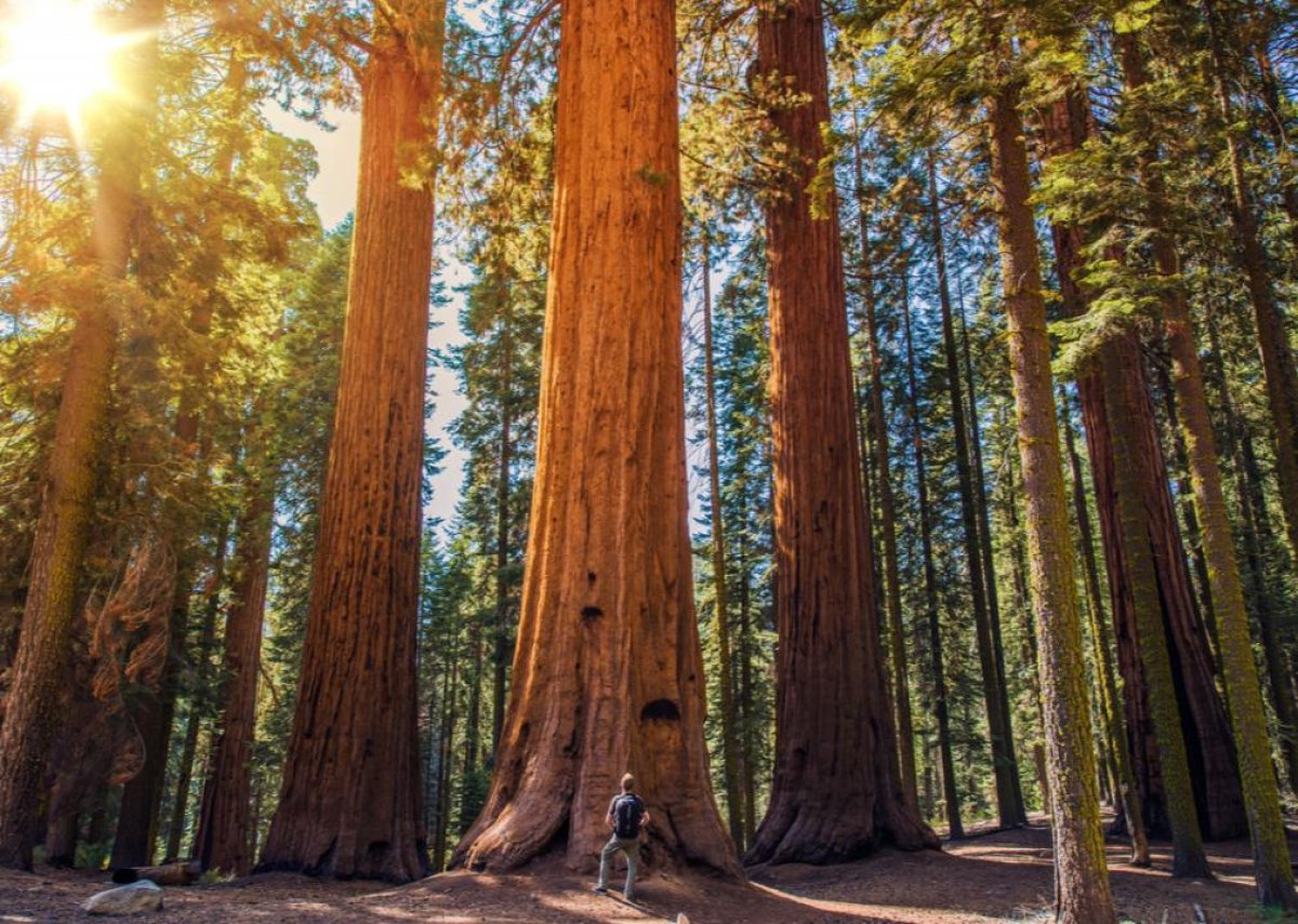 #23. Sequoia National Park
