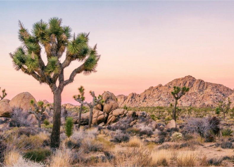 #10. Joshua Tree National Park