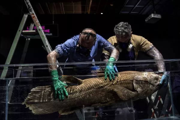 'Extinct fossil fish' found alive
