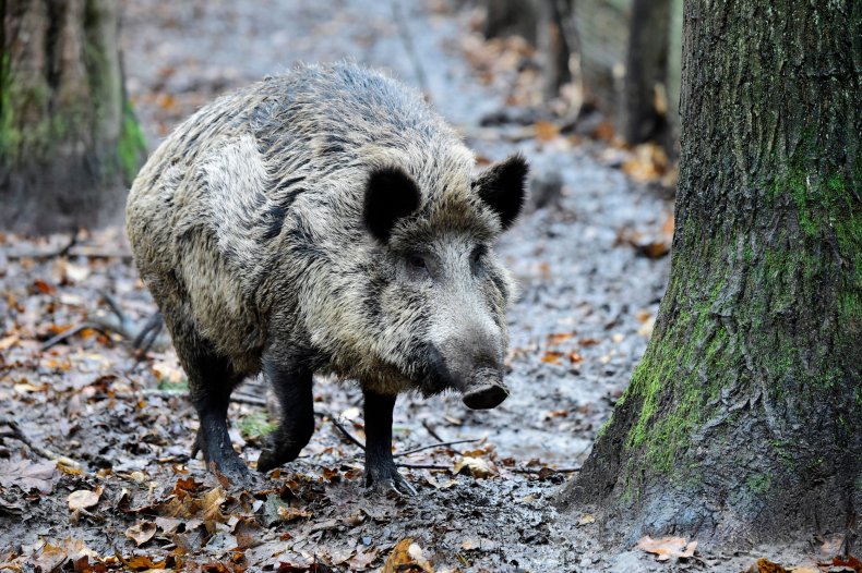 A large wild boar in woods.
