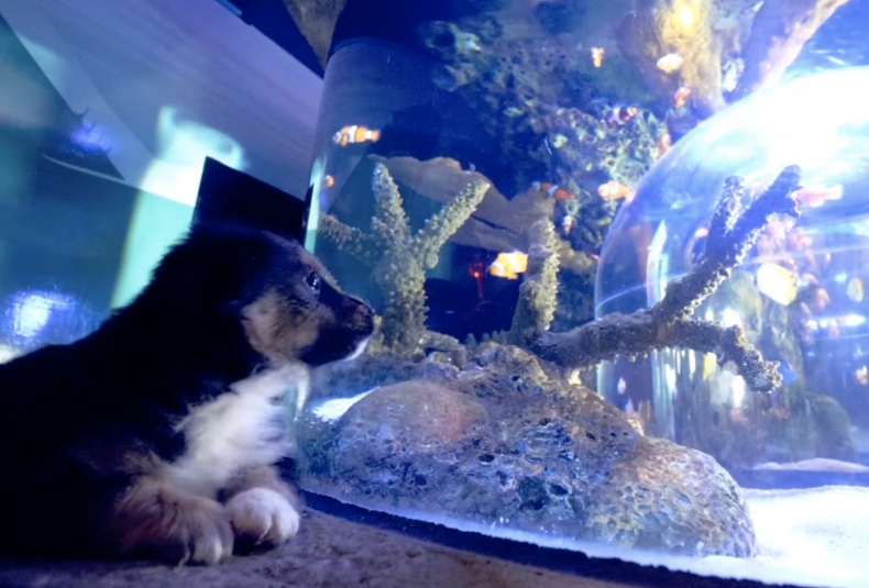 Puppies visit aquarium fur gala
