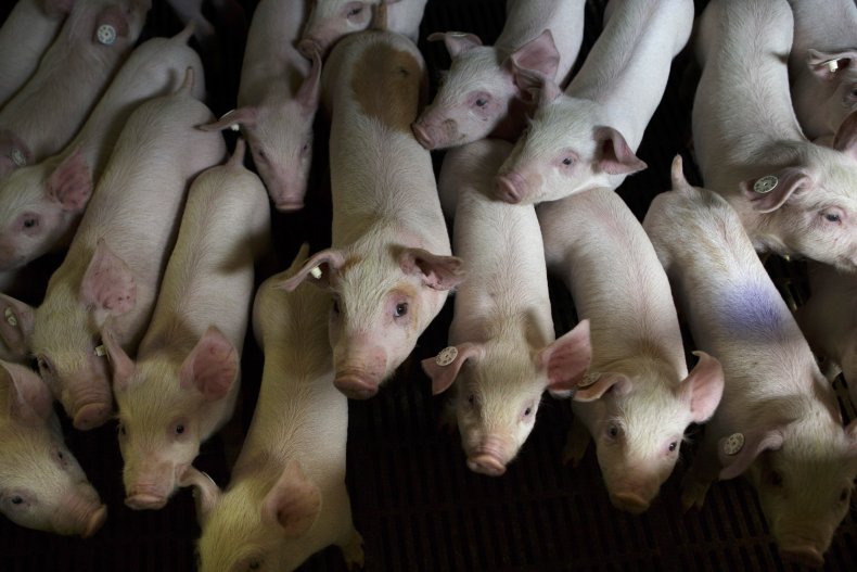 Pigs in Germany