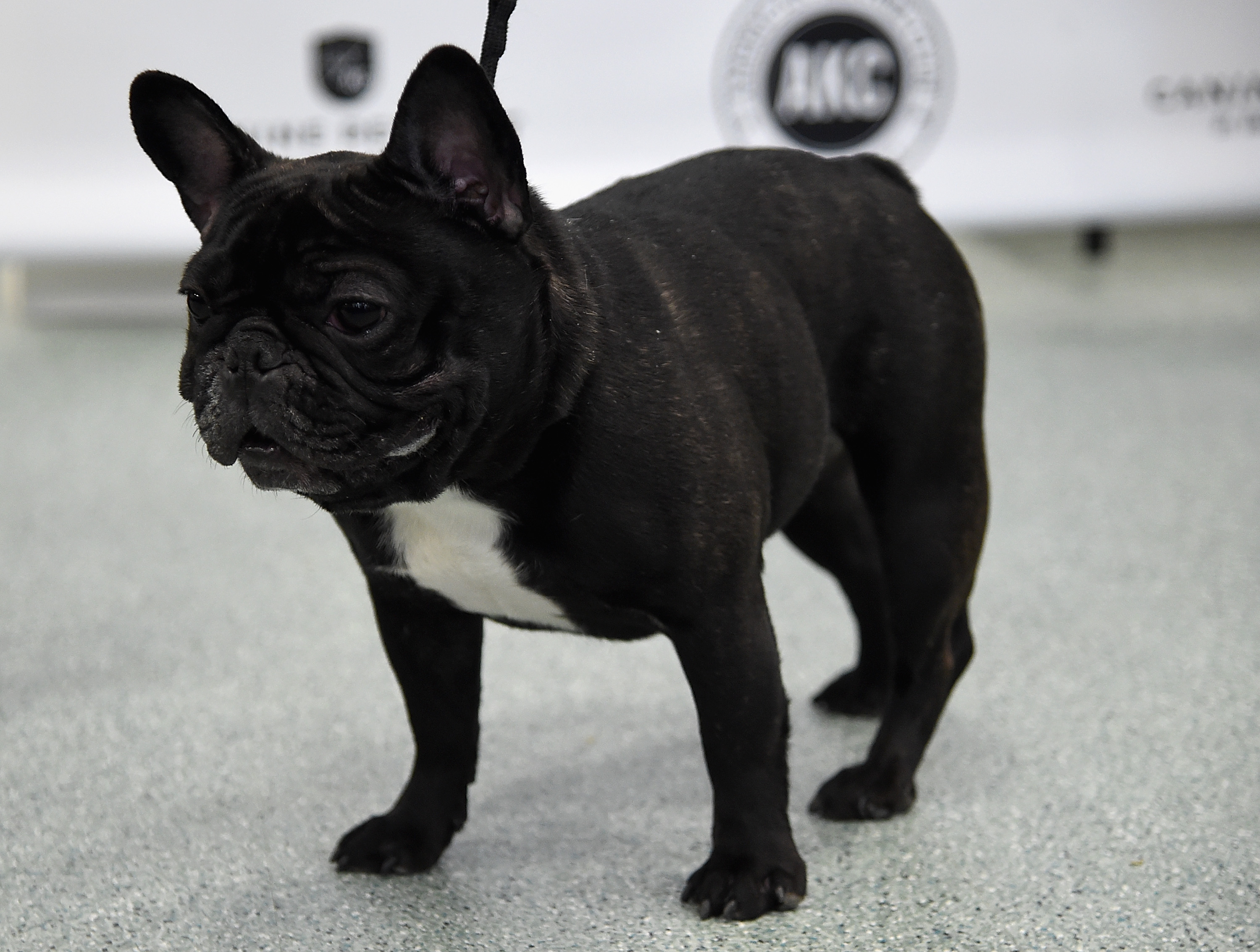 Are French Bulldogs Born With A Long Tail