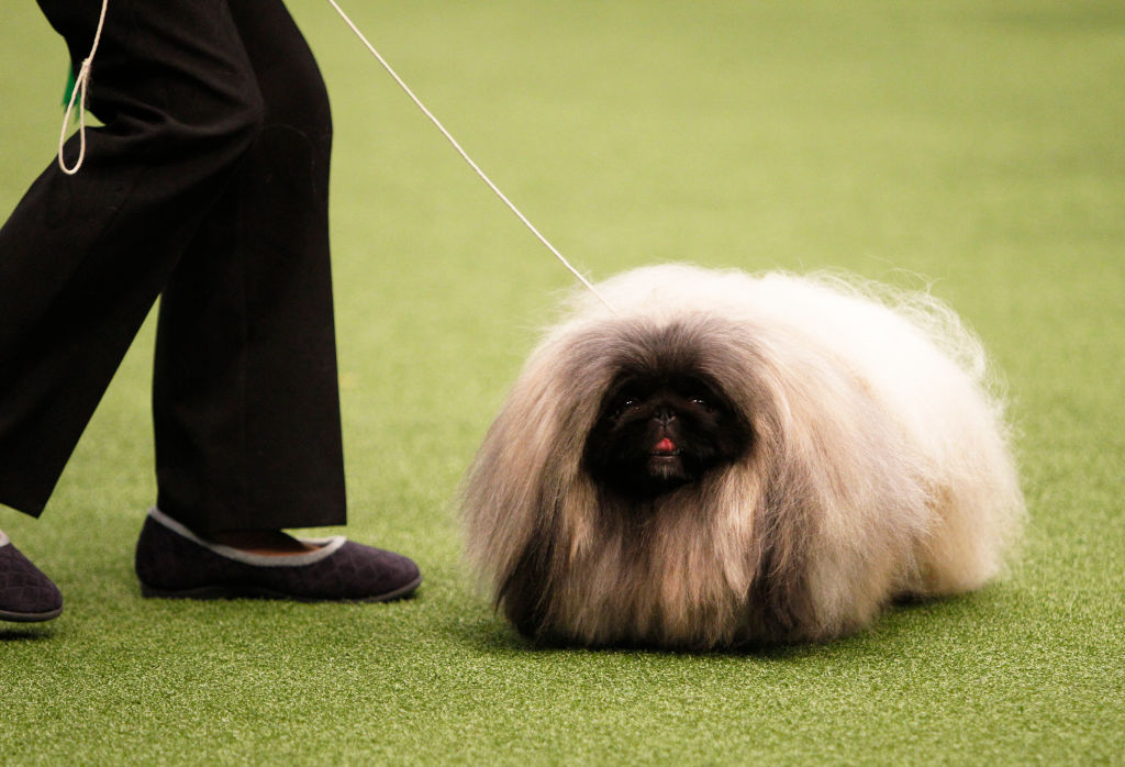 Small show dog sales breeds