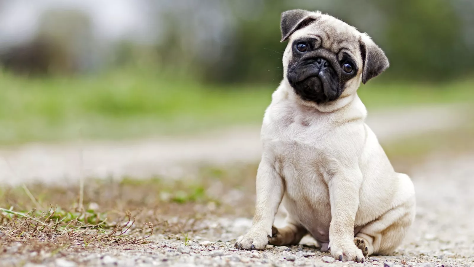 The 25 Least Obedient Small Dog Breeds