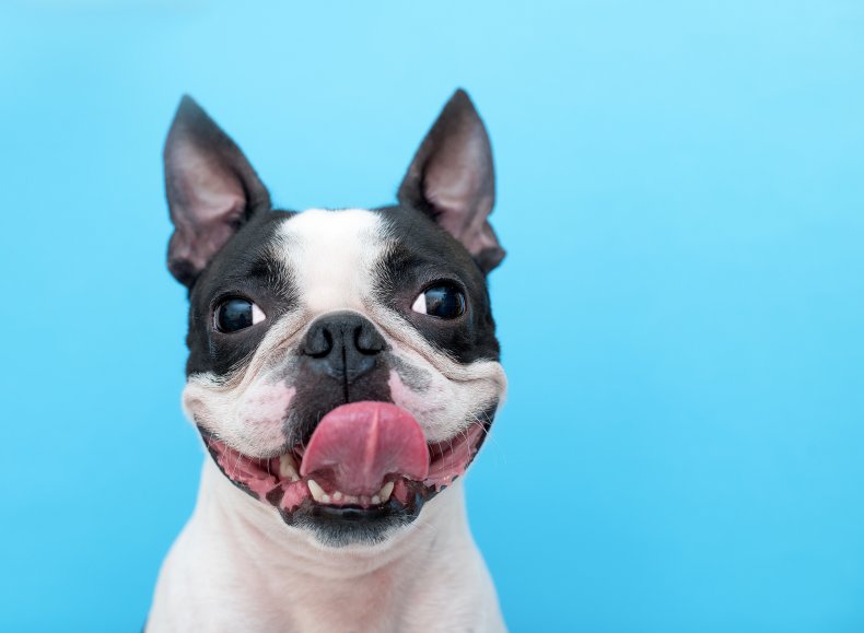 Boston Terrier