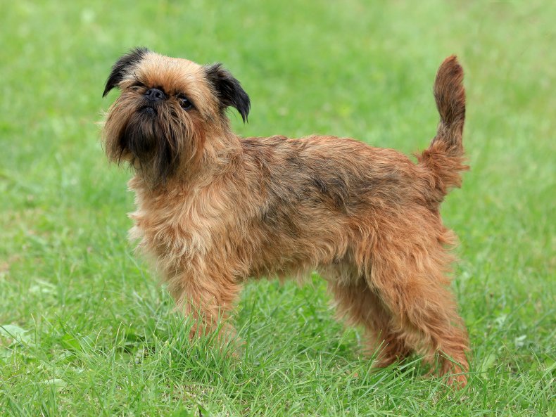 Griffon Bruxellois