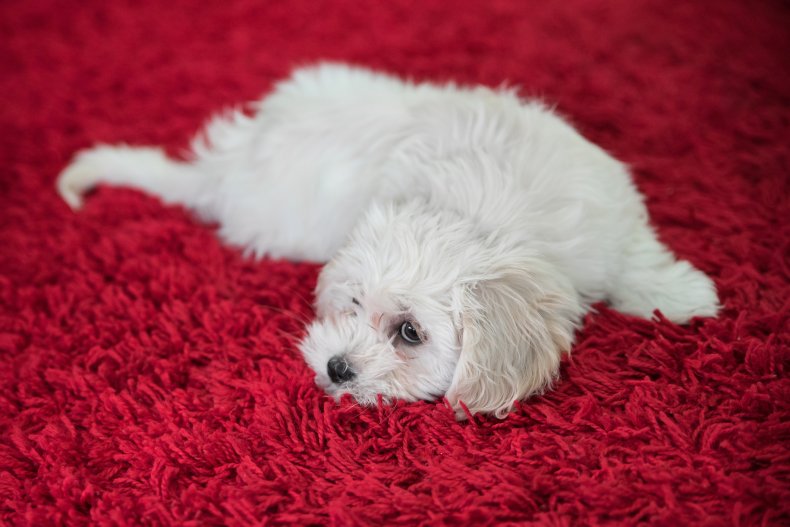 Dandie Dinmont Terrier
