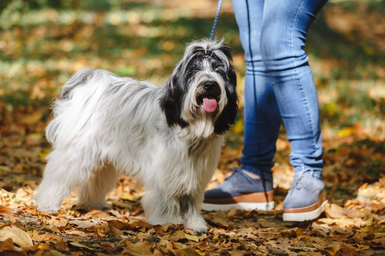 Tibetan Terrier