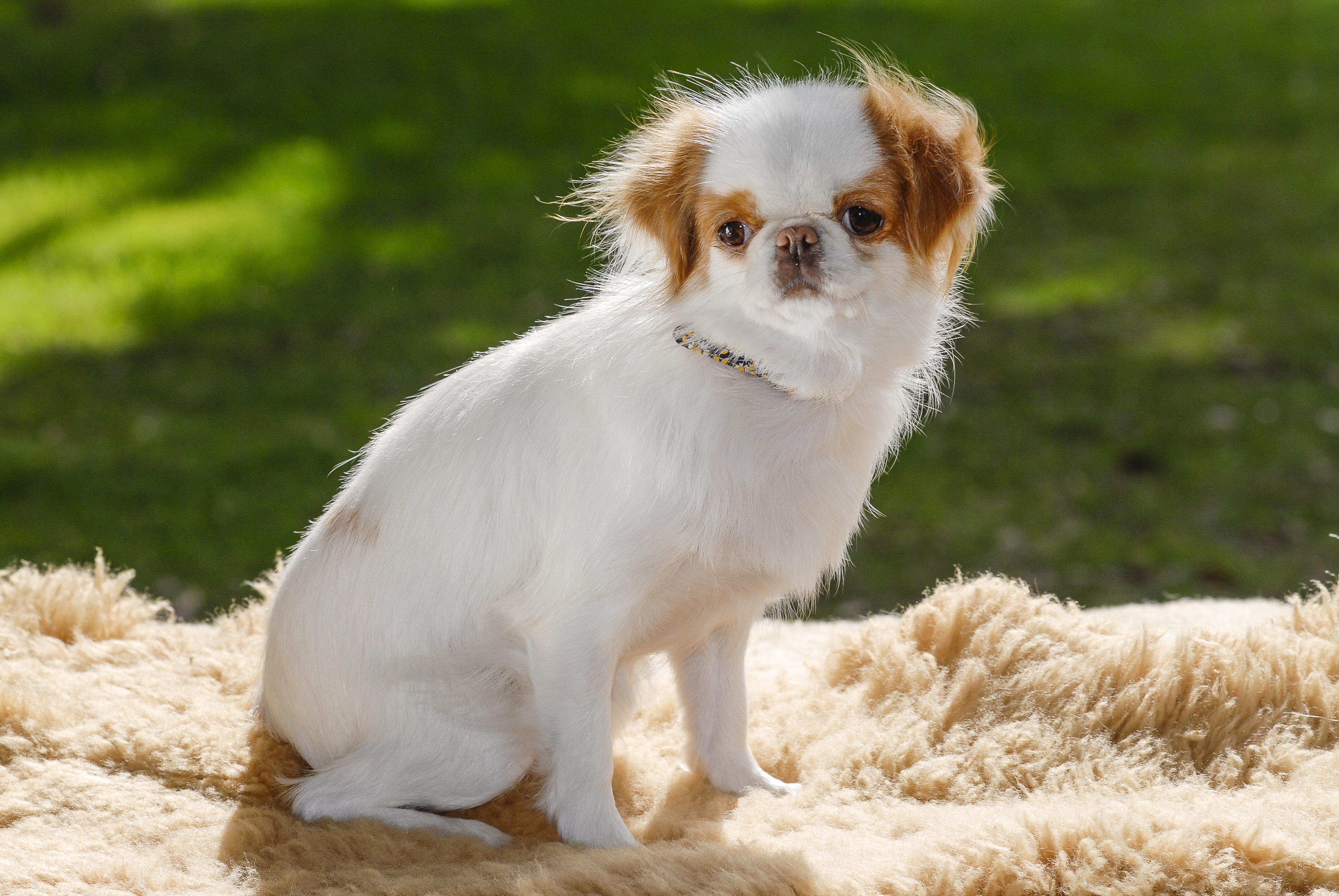 Obedient small dog breeds best sale