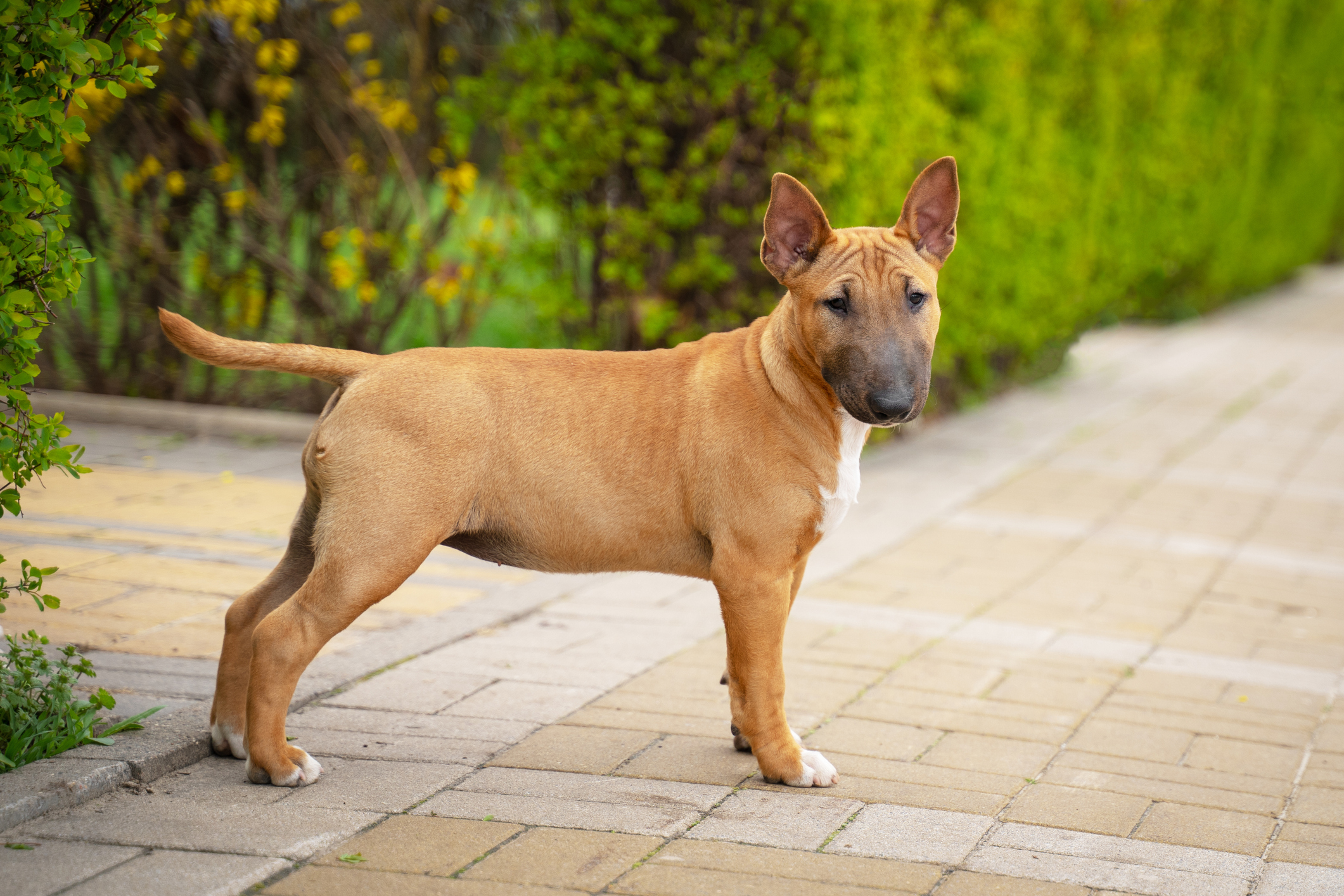 easy to train large dog breeds