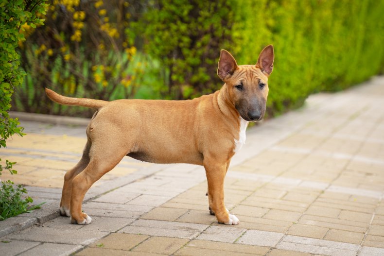 Bull Terrier