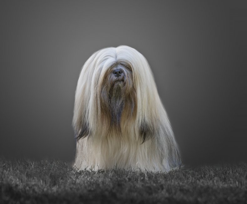 Lhasa Apso