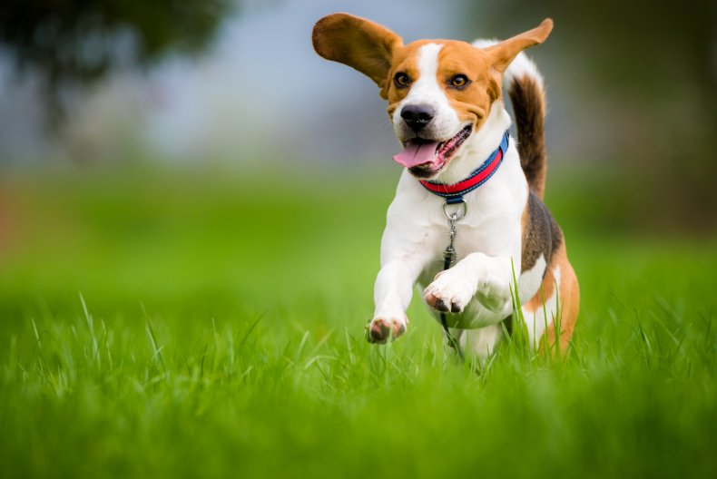 Beagle