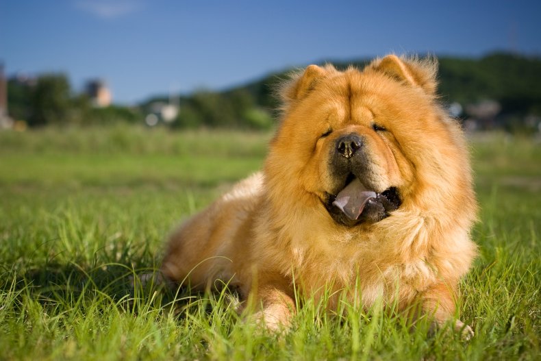 Chow Chow