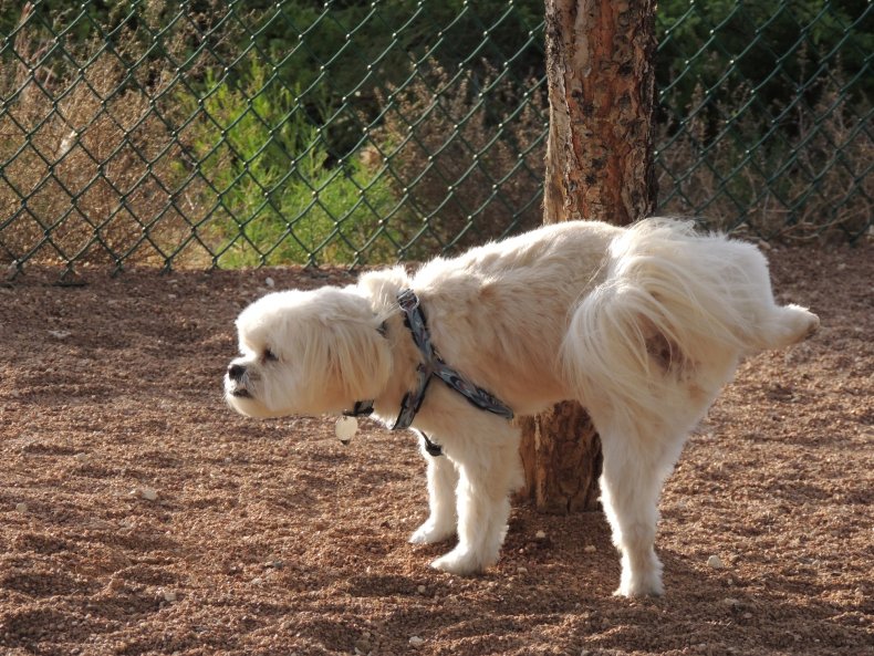 tips to help potty train dogs