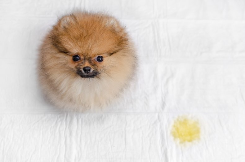 tips to help potty train dogs