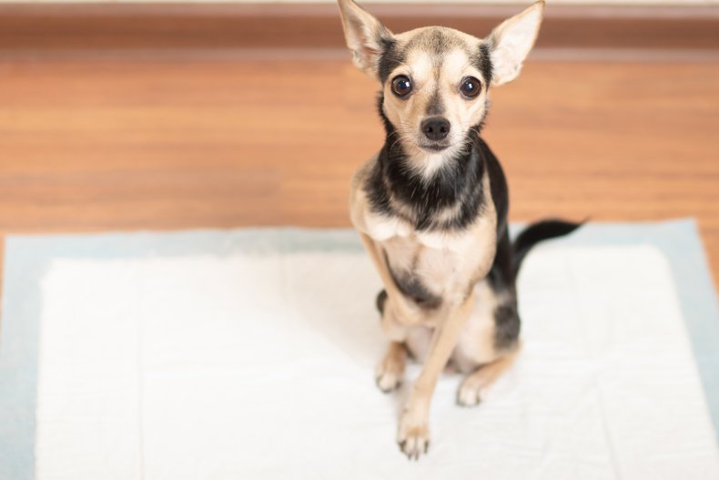 tips to help potty train dogs