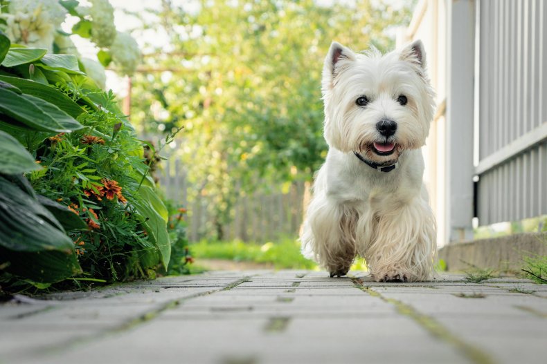 West Highland Terrier