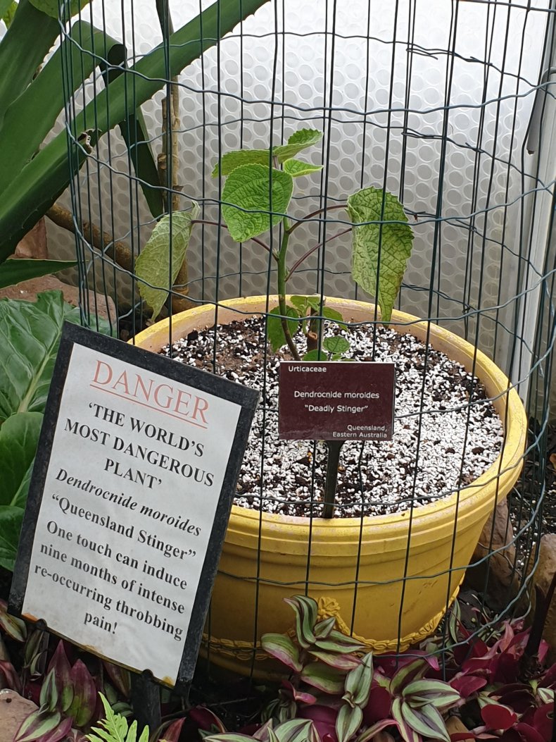 Rebecca Ireland's photo of the Dendrocnide Moroides