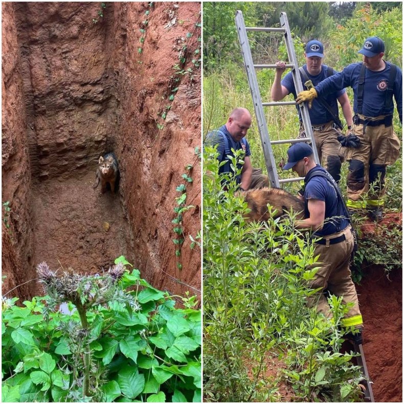 Firefighters rescuing dog from hole in Georgia