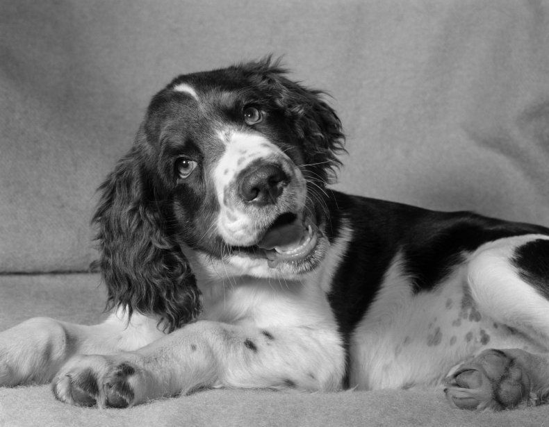 Dog surprised to learn owner's first name