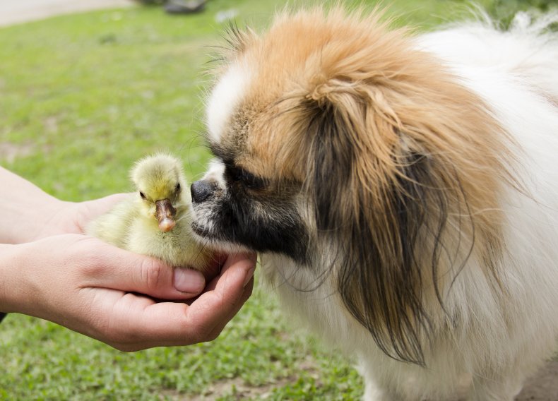 Stock image of a gosling and dog