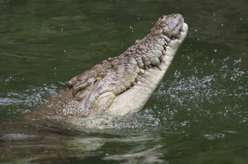 crocodile australia peta condemmed reddit 