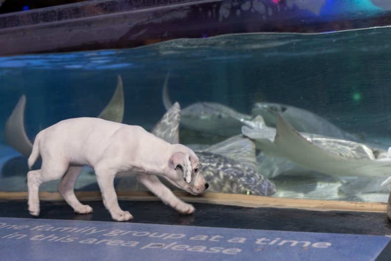 Puppy visit aquarium sting ray Safe Hands