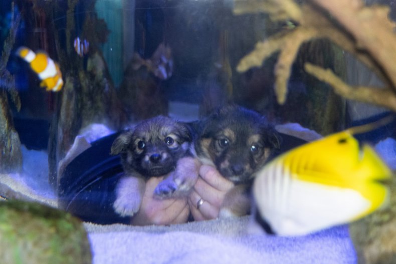Puppies visit aquarium Fur Ball Gala