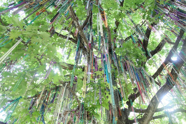 Tulane Tree