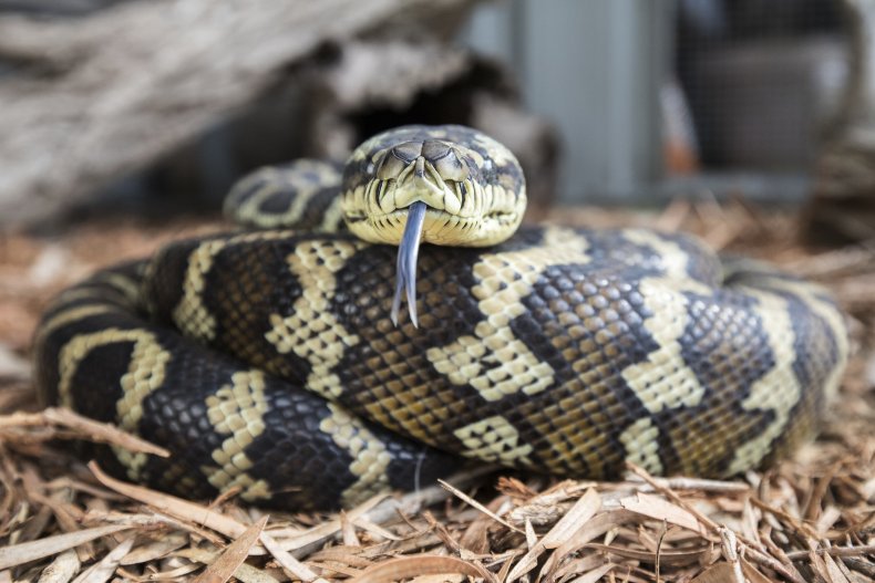 The carpet python is a non-venomous snake
