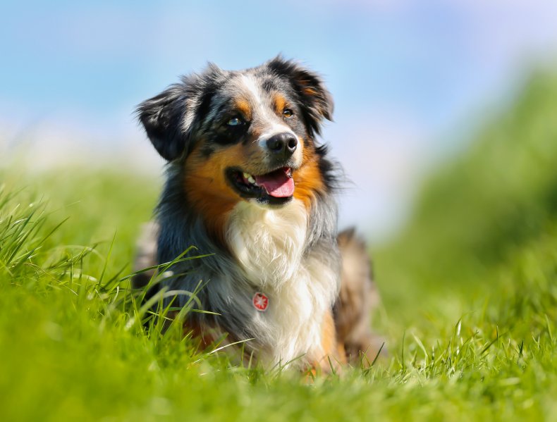 Stock image of an Australian Shepherd