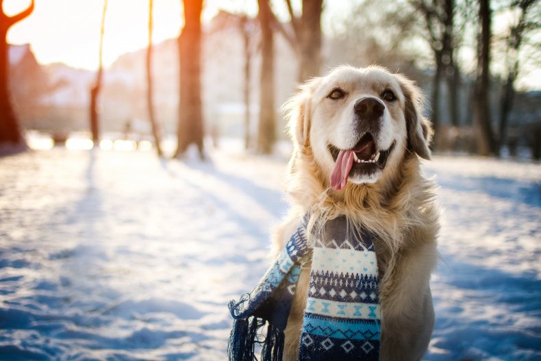 dog wearing scarf in snow