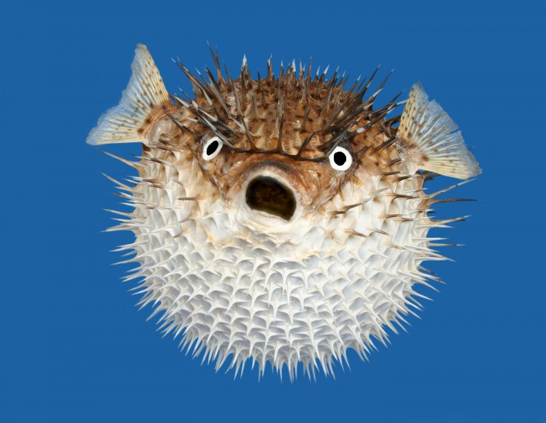 Stock image of a blowfish
